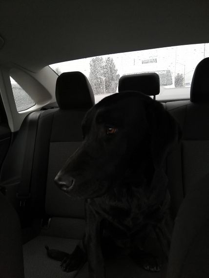 cartel de perro encontrado