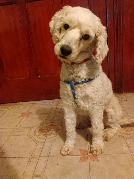 cartel de perro encontrado