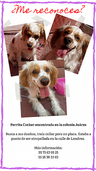 cartel de perro encontrado