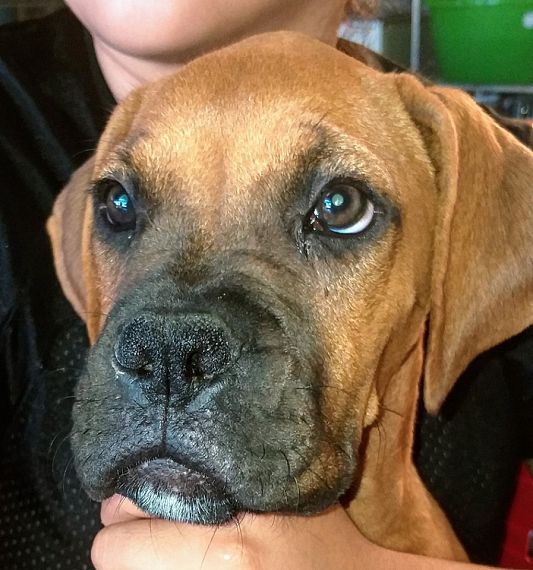 cartel de perro encontrado