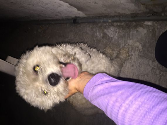 cartel de perro encontrado