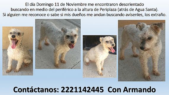 cartel de perro encontrado