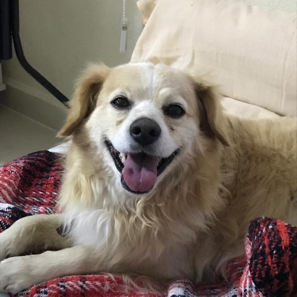 cartel de perro encontrado