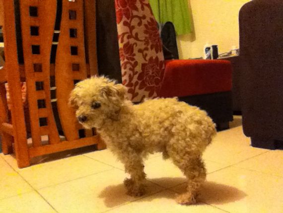 cartel de perro encontrado