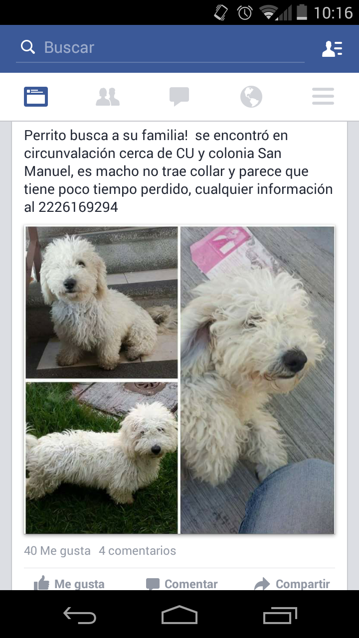 cartel de perro encontrado