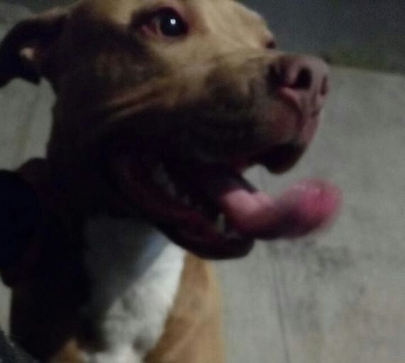 cartel de perro encontrado