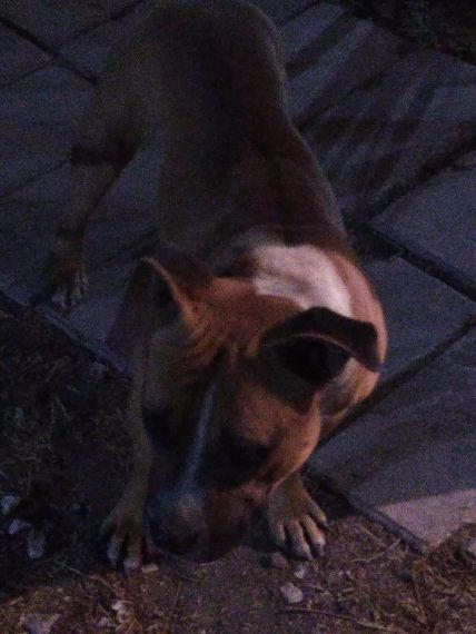 cartel de perro encontrado