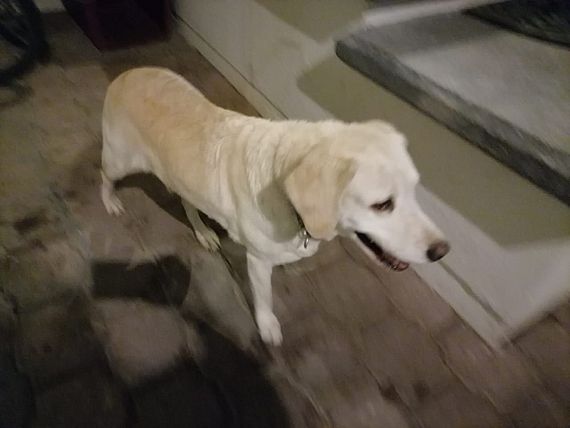 cartel de perro encontrado