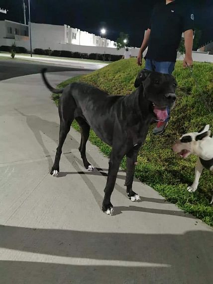 cartel de perro encontrado