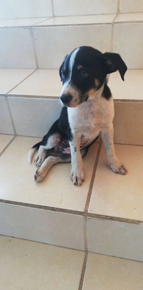 cartel de perro encontrado