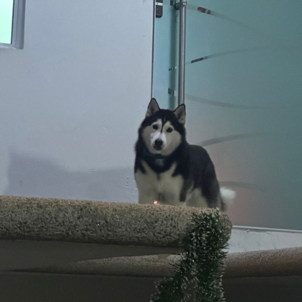 cartel de perro encontrado