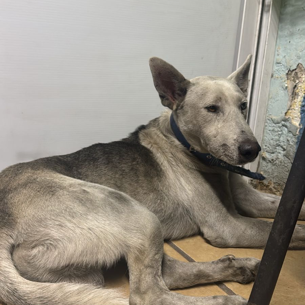 cartel de perro encontrado