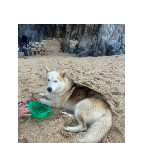 cartel de perro encontrado