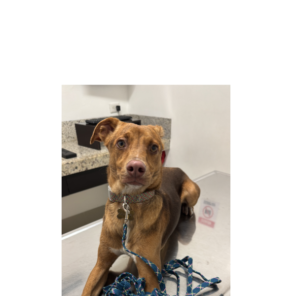 cartel de perro encontrado