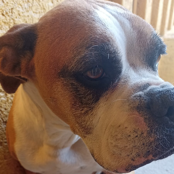 cartel de perro encontrado