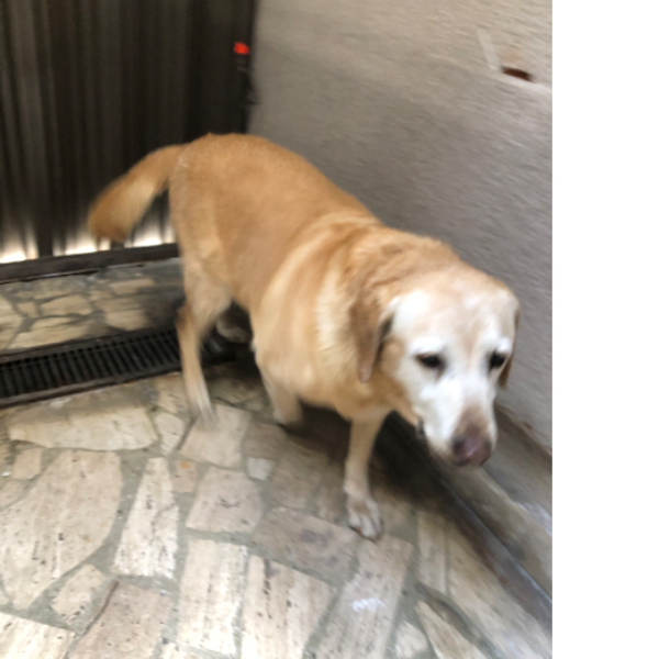 cartel de perro encontrado