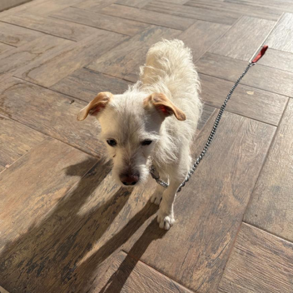 cartel de perro encontrado