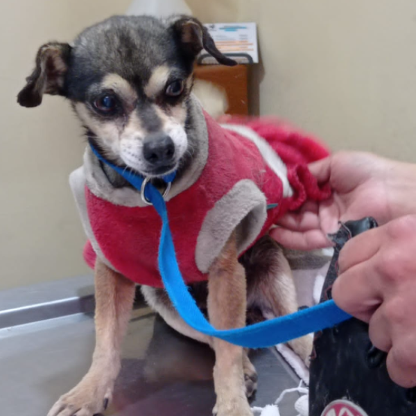 cartel de perro encontrado