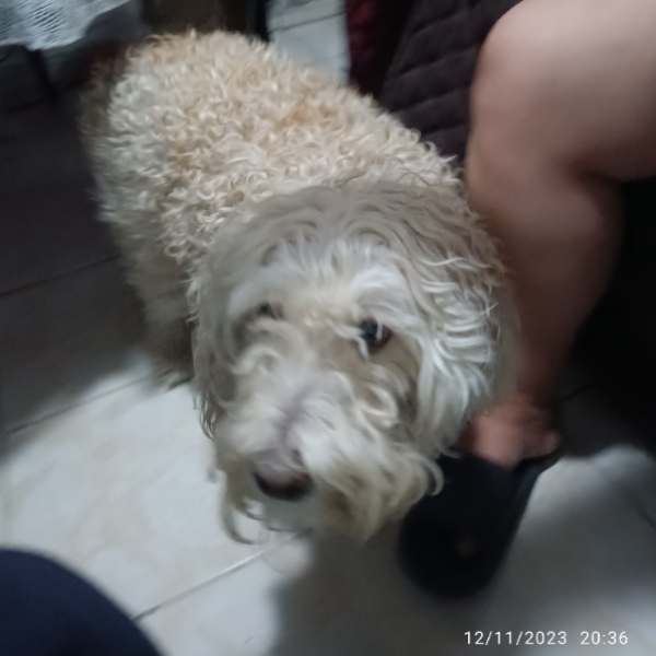 cartel de perro encontrado