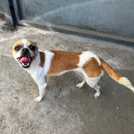 cartel de perro encontrado