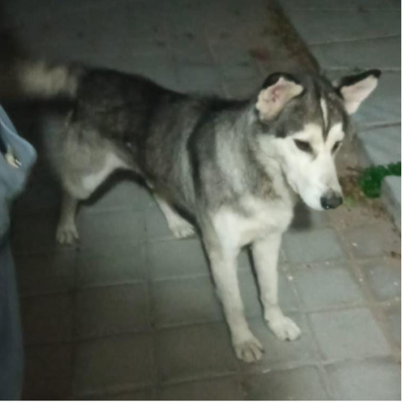 cartel de perro encontrado