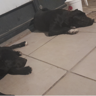 cartel de perro encontrado