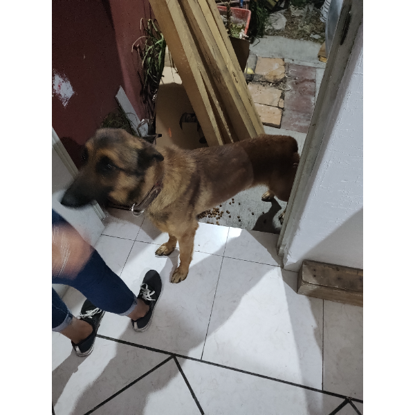 cartel de perro encontrado