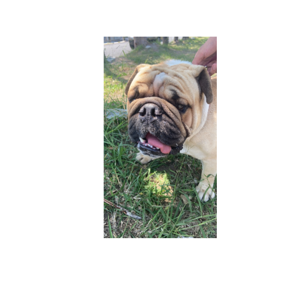 cartel de perro encontrado