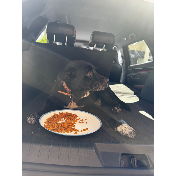 cartel de perro encontrado