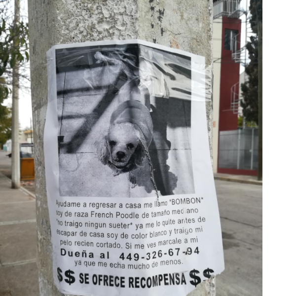 cartel de perro perdido