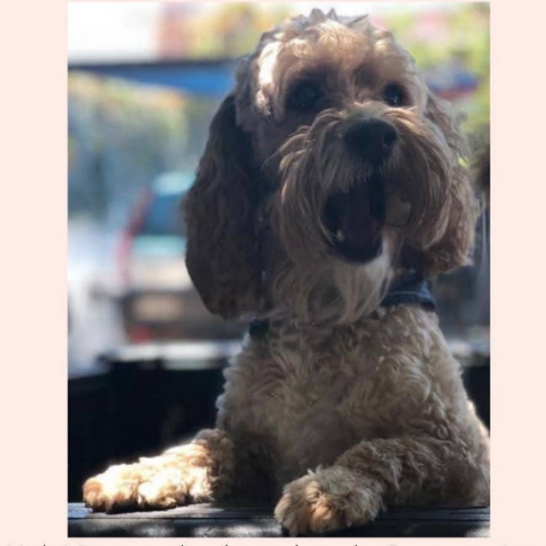 cartel de perro perdido