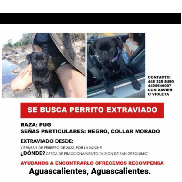 cartel de perro perdido