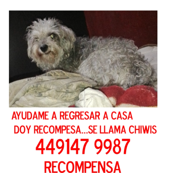 cartel de perro perdido