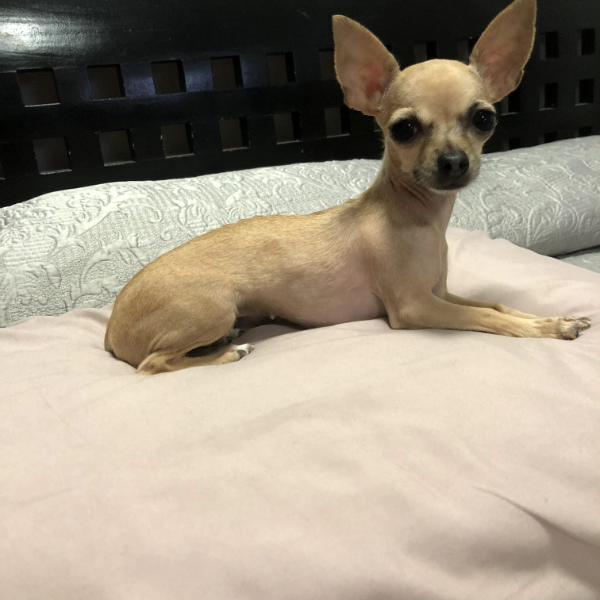 cartel de perro perdido