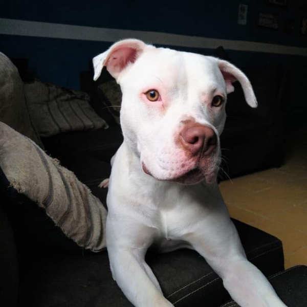 cartel de perro perdido