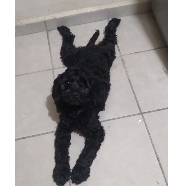 cartel de perro perdido