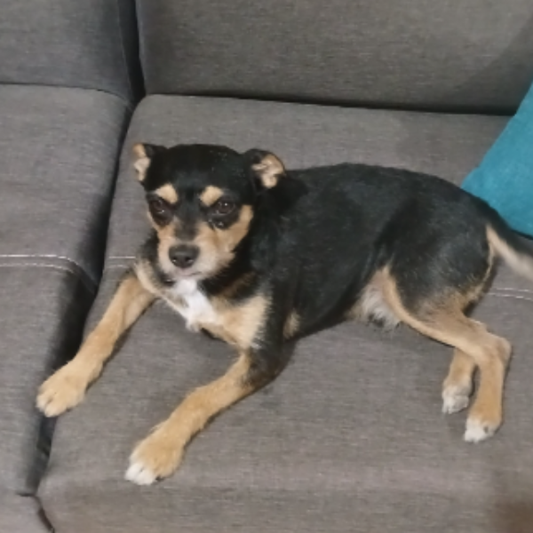 cartel de perro perdido