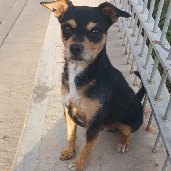 cartel de perro perdido