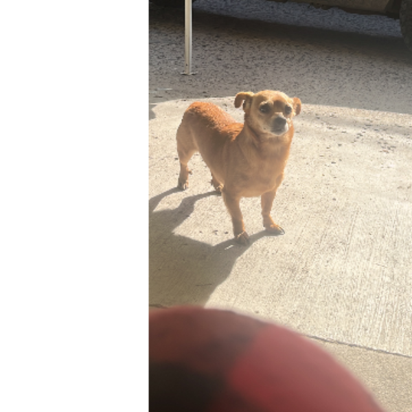 cartel de perro perdido