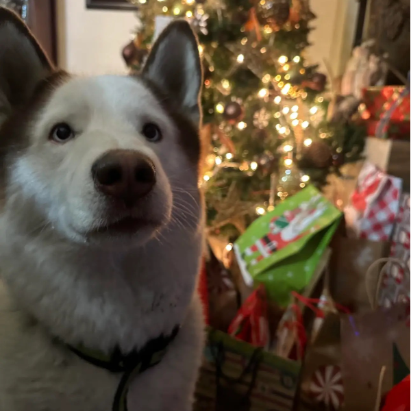 cartel de perro perdido