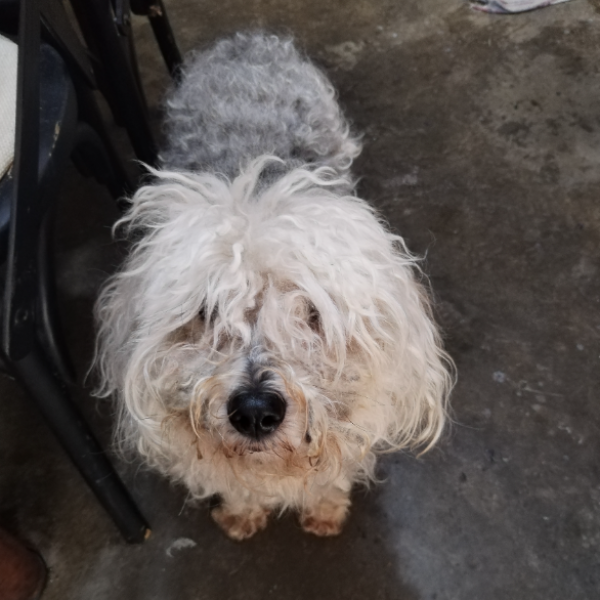 cartel de perro perdido