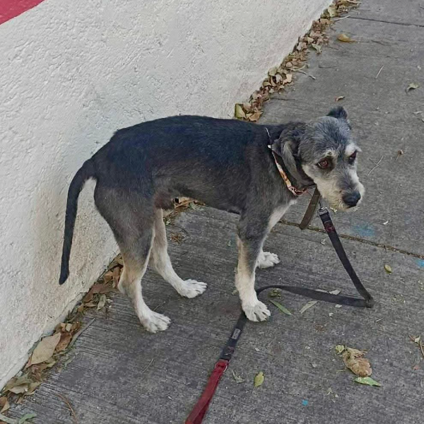 cartel de perro perdido