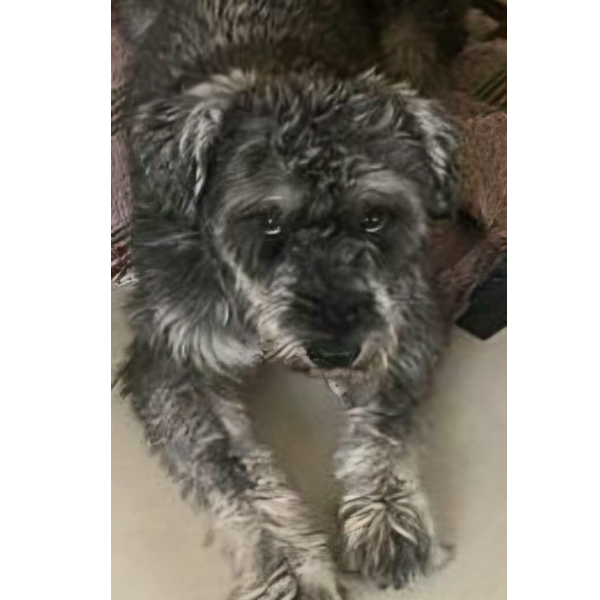 cartel de perro perdido