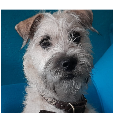 cartel de perro perdido