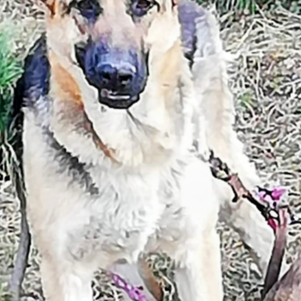 cartel de perro perdido