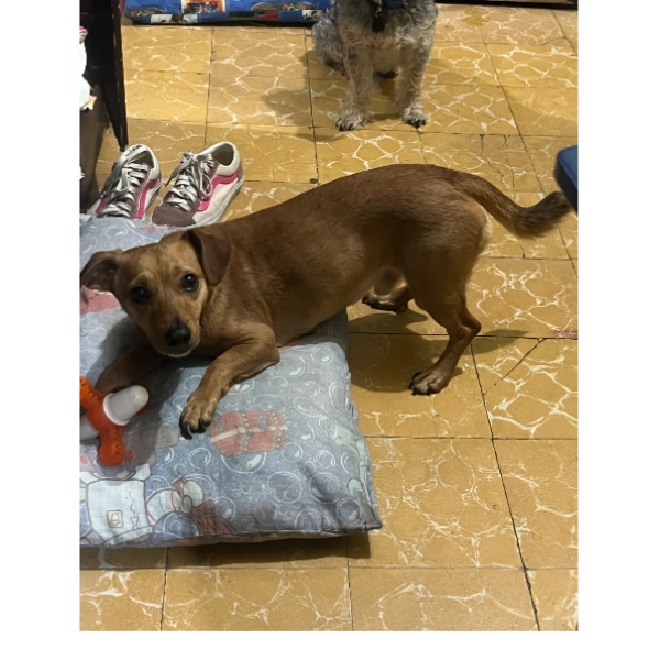 cartel de perro perdido