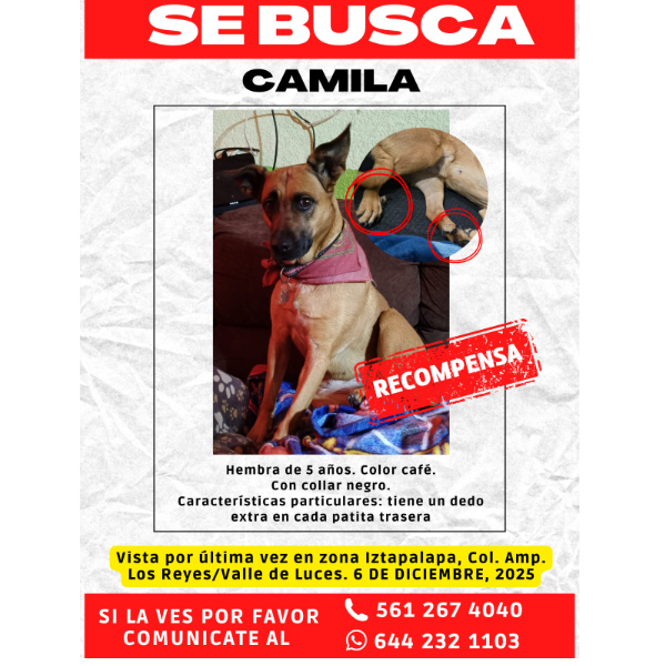 cartel de perro perdido