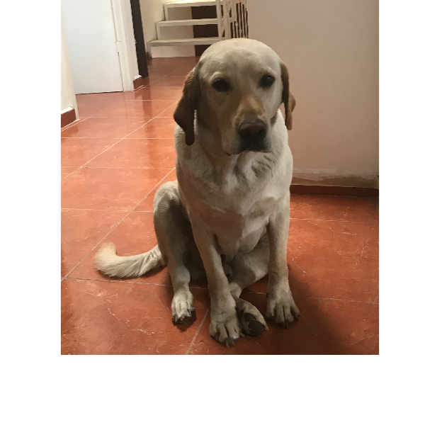 cartel de perro perdido