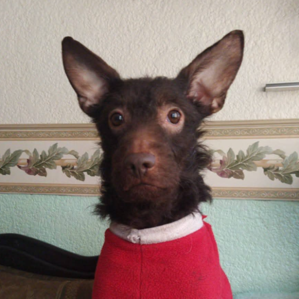 cartel de perro perdido