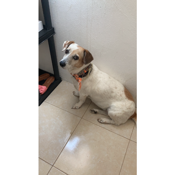 cartel de perro perdido